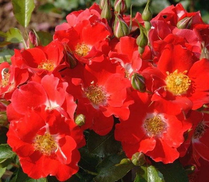 rose-paso-doble | ЛПХ питомник роз "ГАРАНТ"